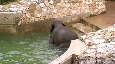 This innovative foam insert makes sink baths easier on everyone involved. Baby elephant taking a bath 2 - YouTube