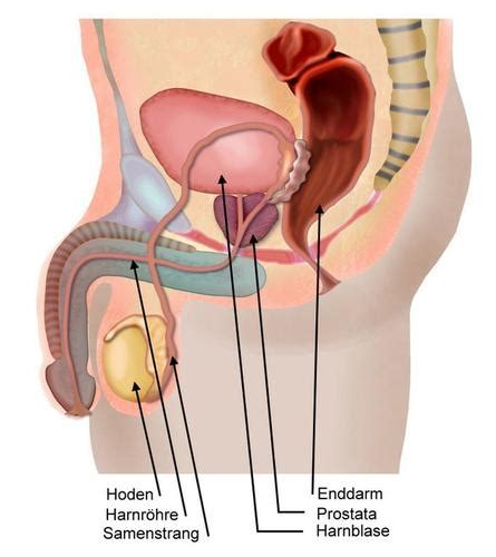 ❌ wir zeigen dir hier drei methoden wie du deinen penis, auch nach einer prostata operation relativ sicher und dauerhaft verlängern kannst. Blut im Sperma: harmlos oder gefährlich?