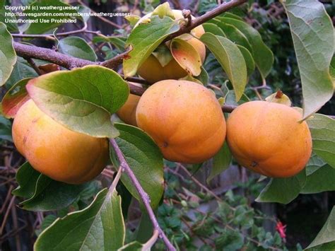 A mature tree is shaped like a tall pyramid, with a very short trunk. PlantFiles Pictures: Japanese Persimmon, Oriental ...