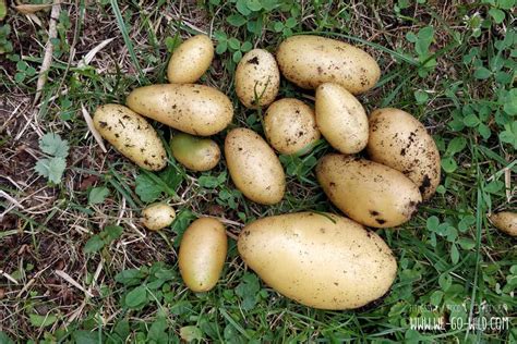 Ideal, um kartoffeln zu ernten, ist ein trockener tag. Kartoffeln anbauen im Topf & Garten - WE GO WILD