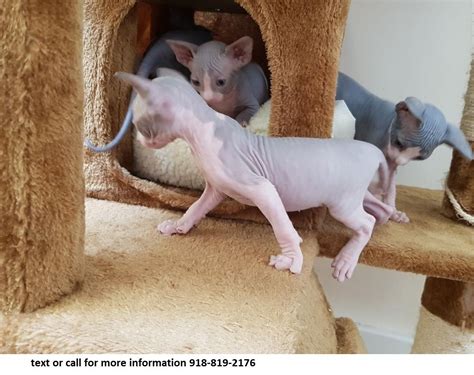 Pet foxes are cute, comical, and sly little escape artists. Sphynx For Sale in Utah (26) | Petzlover
