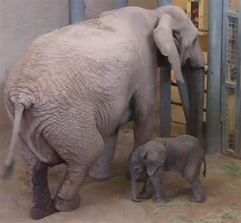 But still, how much does a newborn baby elephant weigh? Readers Guess The Weight Of Reid Park S Newborn Elephant From