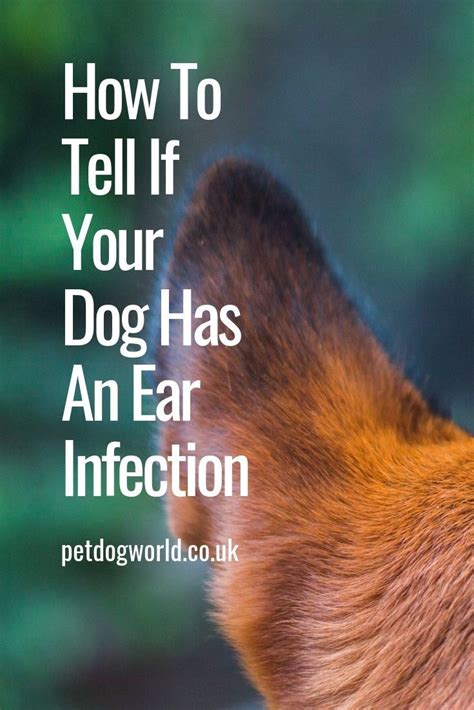 A cat will show his discomfort by scratching or pawing at their ear or shaking or tilting their head in the direction of the painful ear. How To Tell If Your Dog Has An Ear Infection | Dogs ears ...