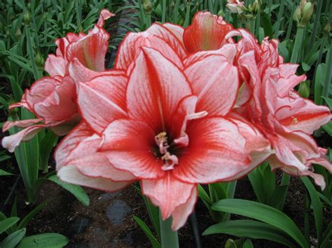 I bulbi con fiori di colore giallo, da scoprire, da approfondire e da coltivare nel proprio giardino o nella propria casa. Fiori bulbi - Bulbi - Caratteristiche dei bulbi