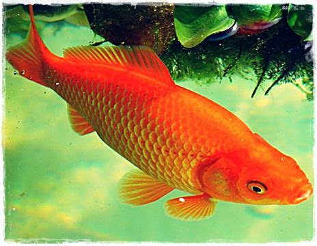 Pemberian makanan pada ikan louhan memang sangatlah penting kaitannya untuk mempercepat pertumbuhn. Apakah Ada Ikan Sakti Di Sungai Jernih / Legenda Asal Ikan ...