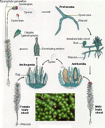 Liverworts are the most basal group of extant land plants. Marchantia Gametophyte Microscope - Micropedia