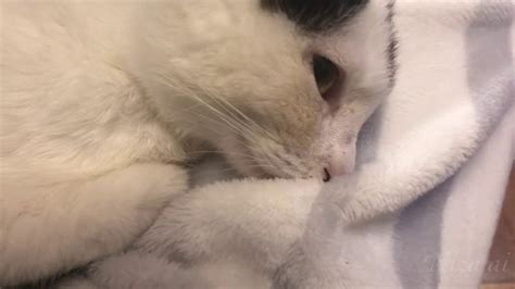 Кликни за да играеш играта my sweet kitten сега. Abandoned Kitten sweet sleeping On My Lap - YouTube