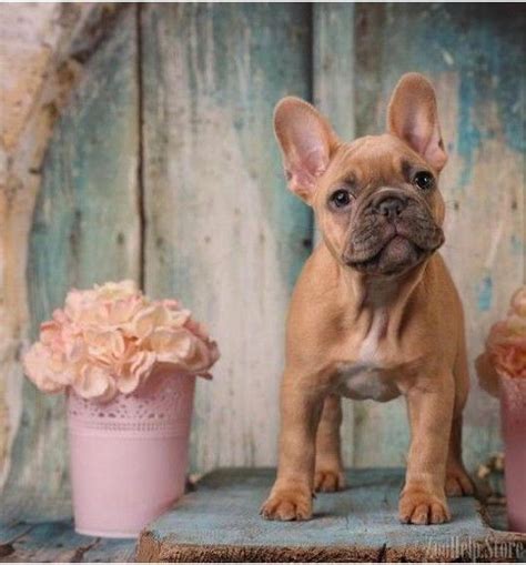 Only guaranteed quality, healthy puppies. French Bulldog Price: $1,800 | French bulldog puppies ...