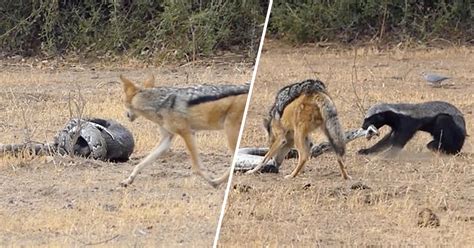 For most videos and daily updates. Shocking Video of Python, Honey Badger and Jackals ...