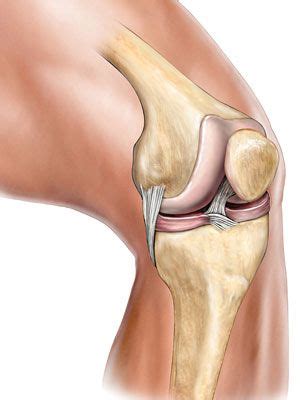 Some reliable sesamoid bones such as the pisiform are counted, while others, such as the hallux sesamoids, are not. Your bones, joints, and muscles make up your muscular and ...