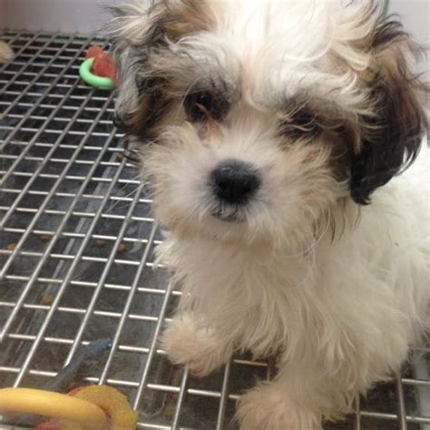 In las vegas we offer a large selection of healthy, natural pet foods; Petland - Pet Store in Las Vegas