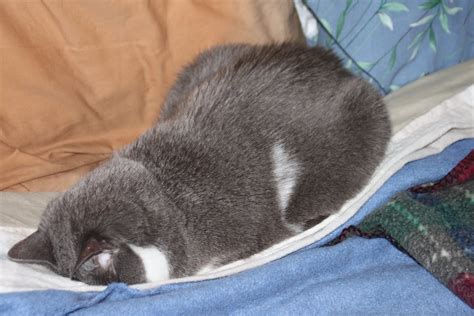 Cats sleep a lot for a few reasons, actually. 29 Cats Who Are Too Old For This Crap