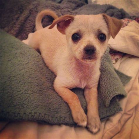 Bullhuahua terrier (bull terrier x chihuahua). Chihuahua Terrier Mix #chihuahuamix | Pitbull terrier ...