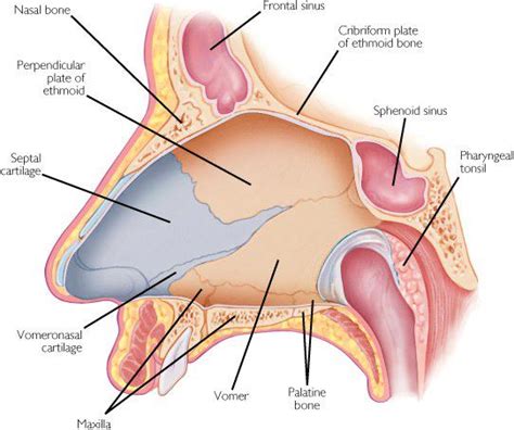 The septum is the bone and cartilage that separates the right and left sides of the nasal cavity. Medical Addicts: Nasal Septum: Anatomy