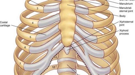 In vertebrate anatomy, ribs (latin: rib - Medical Creole