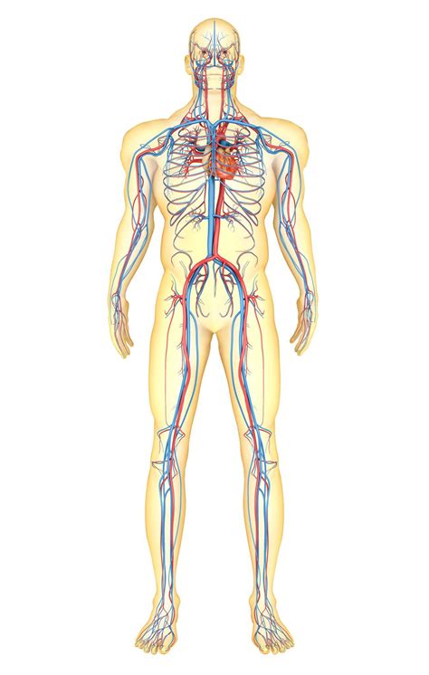 The biodigital human is a virtual 3d body that visualizes human anatomy, disease and treatments in an interactive 3d web platform. Map of the Circulatory System | Body map, Circulatory ...