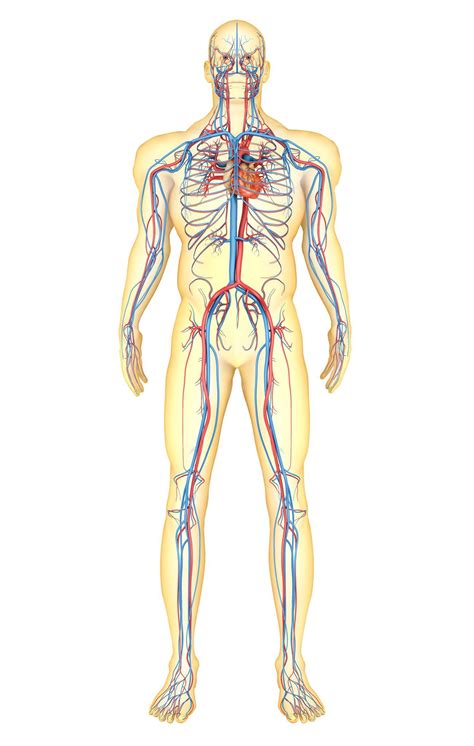 The diencephalon and the telencephalon. Map of the Circulatory System | Body map, Circulatory ...