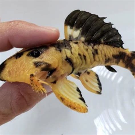 L056 Yellow Black Chubby Pleco | Fish Fix