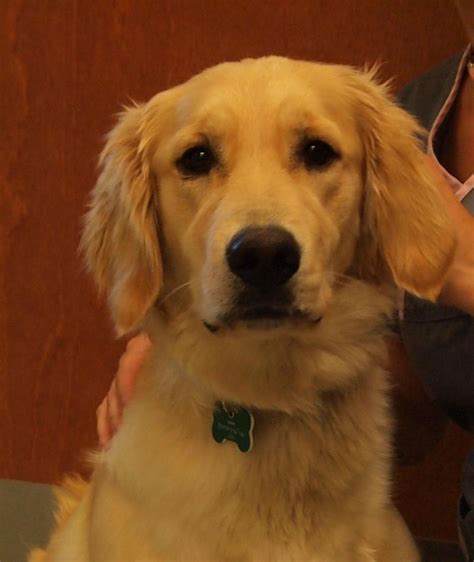 We work hard to ensure that every golden who enters our program is placed with we believe rescue has no borders. 28 Best Photos Golden Retriever Puppy Rescue Colorado ...