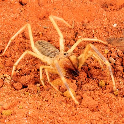 Types of sexual life cycles: Camel Spider | National Geographic