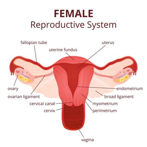 Female anatomy nicknames that sound worse than their actual names. Labeled Diagram of the Female Reproductive System And Its Functioning
