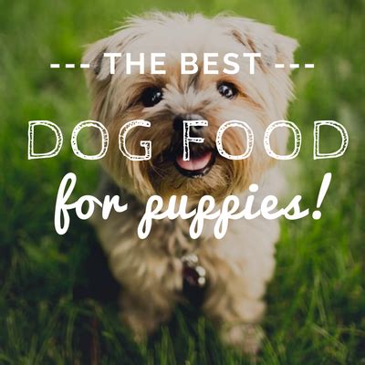 To meet aafco pet food standards. Best Dog Foods for Puppies: Top Wet & Dry Food For Your ...