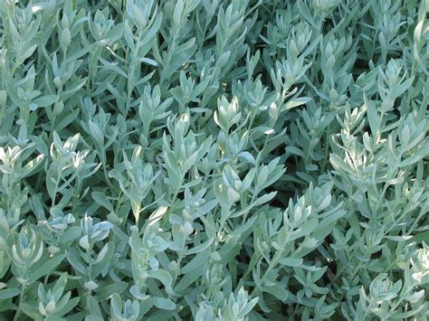 This plant has a preference for dry in terms of types planted for their foliage, 'silver king' artemisia (a. Artemisia ludoviciana 'Silver King' | White Sage ...