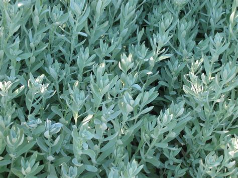 Albula) click here to cancel reply. Artemisia ludoviciana 'Silver King' | White Sage ...