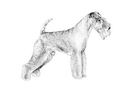 Review how much lakeland terrier puppies for sale sell for below. Larkspur - Lakeland Terrier Puppies For Sale