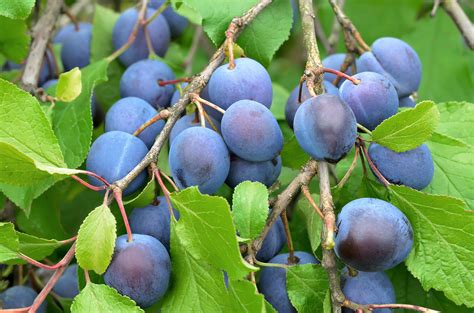 Please complete your information below to creat an account. Dwarf Damson Plum | PlantNet® Australia