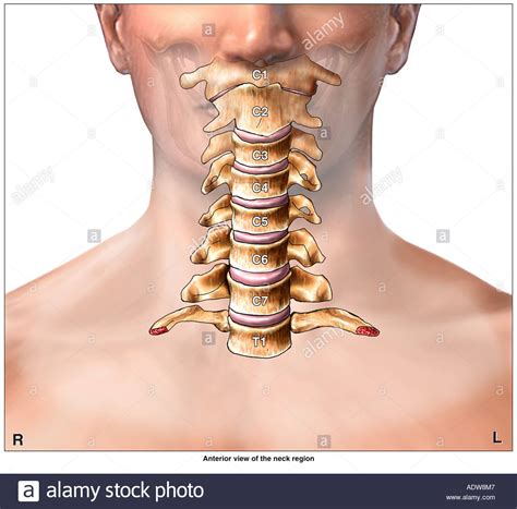 Use the mouse scroll wheel to move the images up and down alternatively use the tiny arrows (>>) on both side of the image to move the images. Back Of Neck Anatomy - Muscles - Advanced Anatomy 2nd. Ed. - Want to learn more about it? - Sau Seth