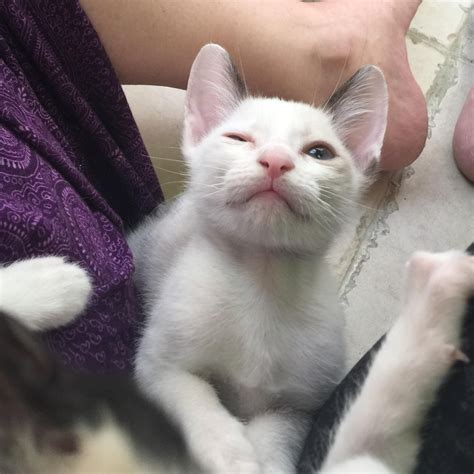 Mum is absolutely stunning fawn bicolour ( see photos) she was due to be spayed however due to covid it's not been forfilled. Golden British Shorthair Kittens For Sale Near Me