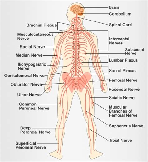 See more ideas about human body diagram, body diagram, drawings. Skeletal System Drawing at GetDrawings | Free download