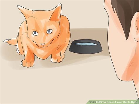 When they have the strength and are healthy they. How to Know if Your Cat Is Dying: 15 Steps (with Pictures)
