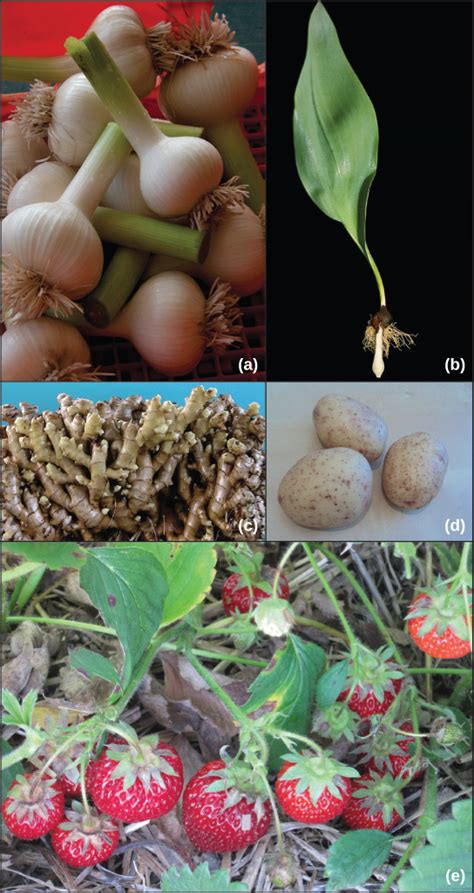 Plants with green and tender stems are known as herbs. Asexual Reproduction | Boundless Biology