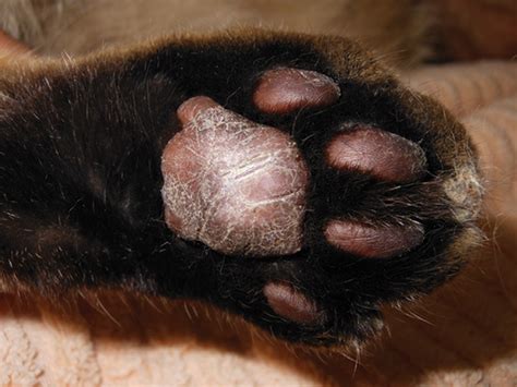 In very mild cases, the cat may not be experiencing any discomfort. Feline Plasma Cell Pododermatitis | Clinician's Brief