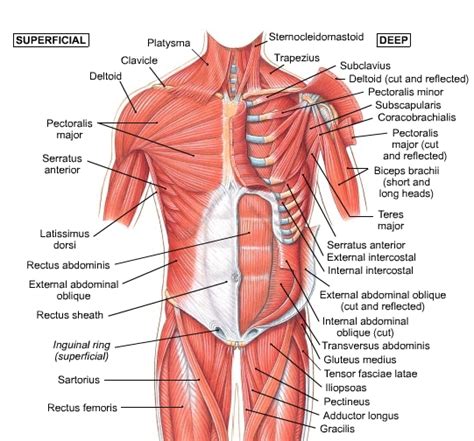 12 photos of the muscles labeled front and back. Torso Muscles