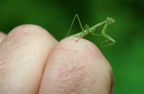 As imagens são das capas dos dvds já lançados de cada. Baby Praying Mantis | Baby Praying Mantis resting on my ...