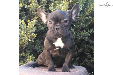 The french bulldog and boston terrier are related to each other, which comes as no surprise when you compare them side by side. Cora: French Bulldog puppy for sale near Boston ...