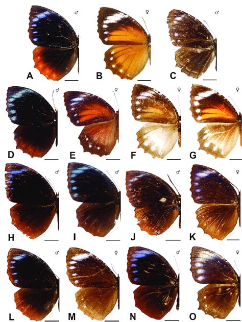 Vehicles data from the centralized vahan 4.0 and different state registers of non vahan offices situated at respective state registers flow to the national register. A hypermnestra baliensis ♂ D NHM Indonesia: Bali B ...