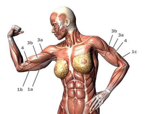 Weitere ideen zu beinmuskulatur, beine, fitnessübungen. Oberarmmuskeln - Oberarmmuskulatur - Oberarmmuskel-Bilder ...