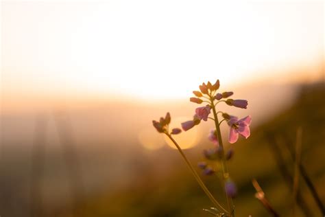 Ayurvedic Medicine Practitioner and Lifestyle Consultant ...