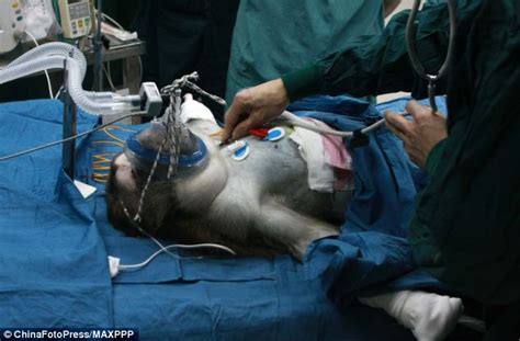 See more of gentle care animal hospital at ten ten on facebook. Monkey makes medical history after having a successful ...