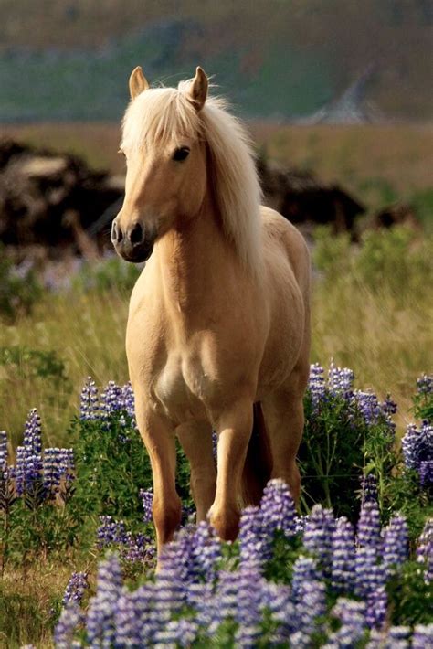 Cute little red roan pony Pin on Beautiful horses, oh my!