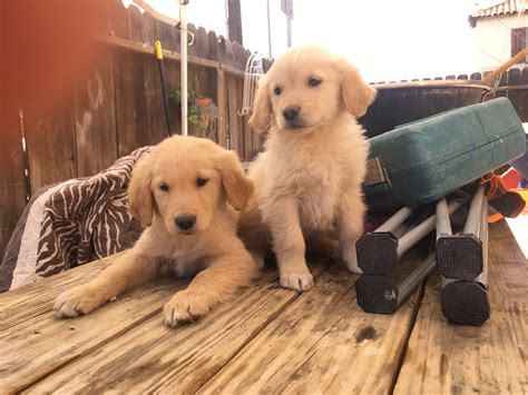 I have 2 gorgeous females and 1 handsome male available. Golden Retriever Puppies For Sale | Apple Valley, MN #294500