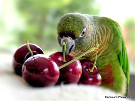 Your parrot will also have a hard time moving if it is overweight. Maroon-Bellied Conure enjoying the summer cherry season ...