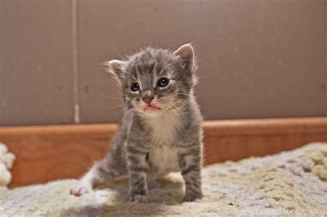 Two beautiful persians needed some tlc and fostering in order to prepare for a new forever home. Adopt Cat Near Me - Food Ideas