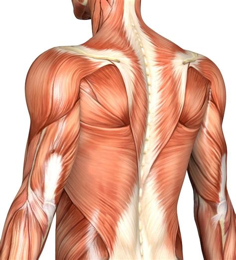 Muscle names fitness is important frontal muscle anatomy gym name anterior muscles human 4k00:13close up shot of young woman massaging her neck, applying treatment cream to sore muscles, back view, blue studio background. How to Create a Back Workout That Actually Works | STACK