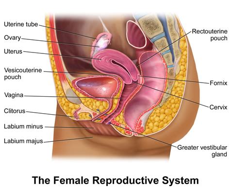 Male and female body outline. Labium Genitalia