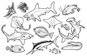 Realistic ocean animals coloring pages printable. Image result for realistic sea life coloring pages | Sea ...